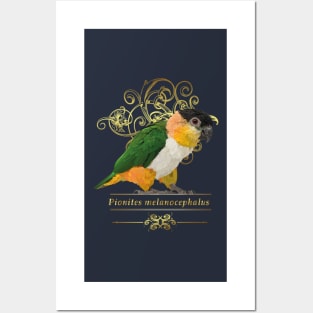 black headed caique Posters and Art